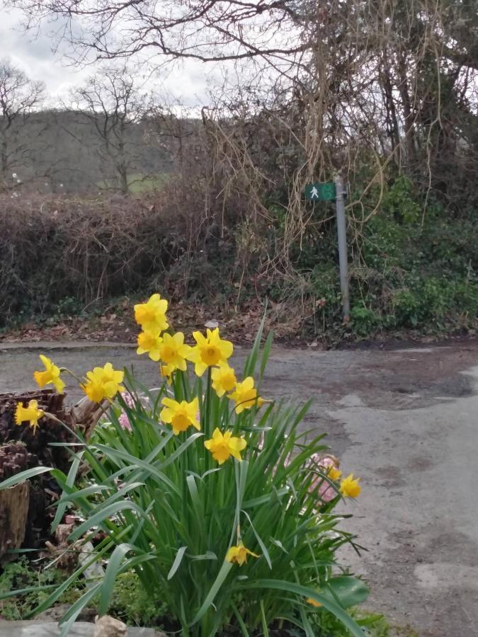 The Mill Cottage Llechryd Exterior foto